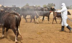 الصحة تكشف إحصائيات الحمى النزفية في عموم العراق